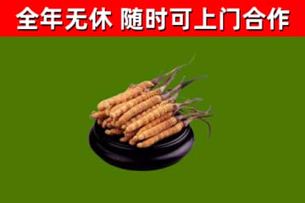 永城烟酒回收冬虫夏草.jpg